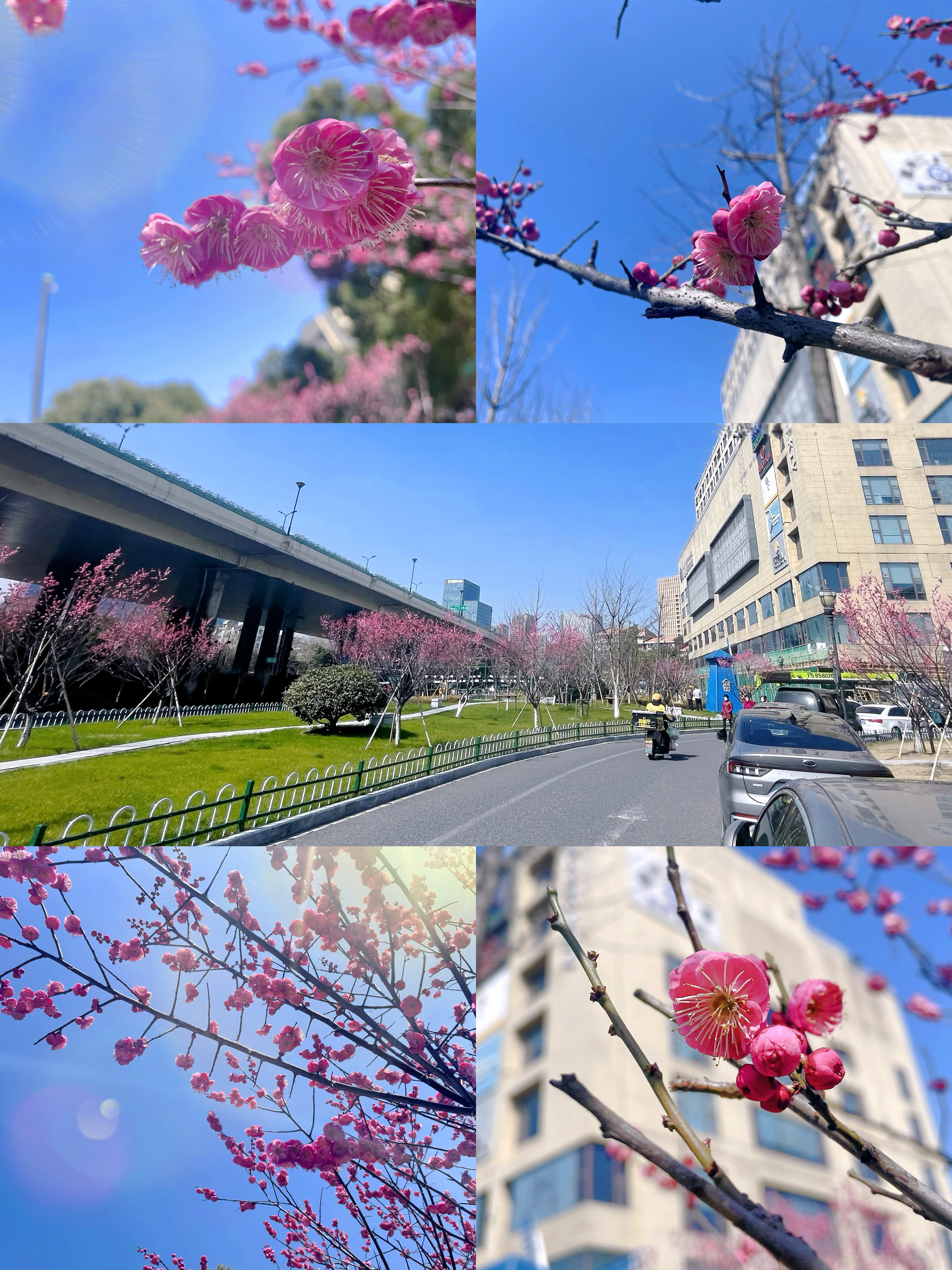 梅花香自苦寒来，向阳盛开活力满