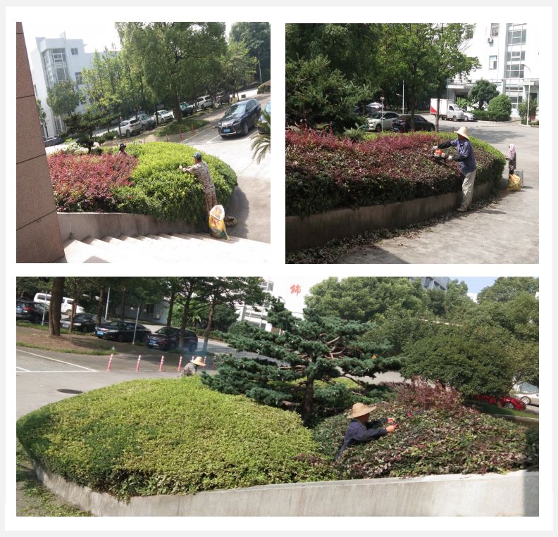 美化绿化，我们在行动      