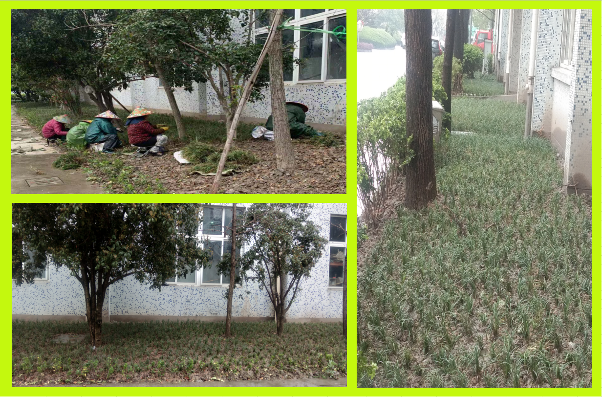 种植绿化，美化坏境